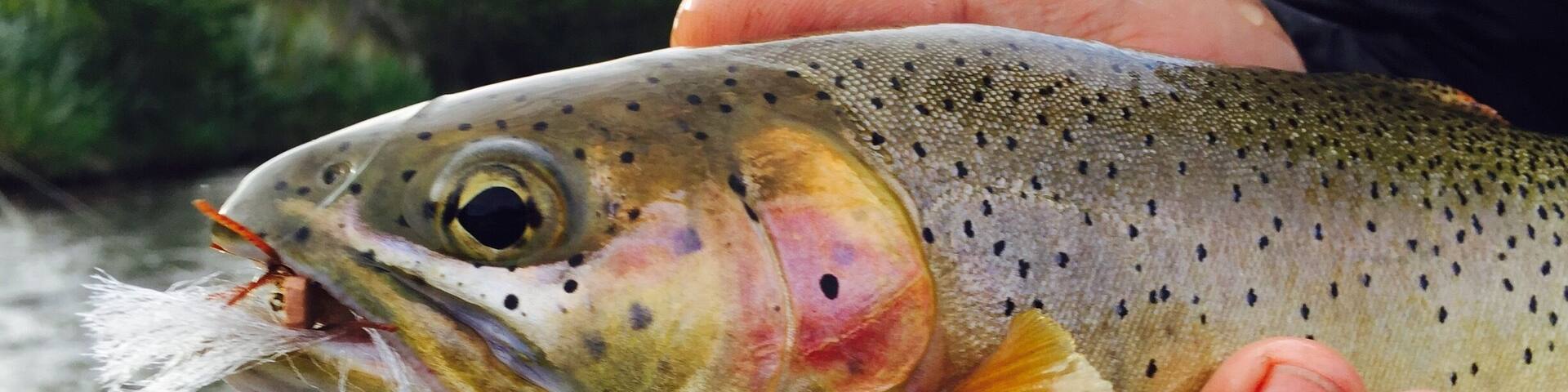Some beautiful cutthroat trout to catch & release on the upper Yakima River. We put in our driftboat at Bristol ($10 fee) and drifted down 5 miles to the take out the Green Bridge. Call Rill Adventure for shuttling your car. #waterlust