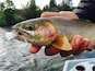 Some beautiful cutthroat trout to catch & release on the upper Yakima River. We put in our driftboat at Bristol ($10 fee) and drifted down 5 miles to the take out the Green Bridge. Call Rill Adventure for shuttling your car. #waterlust