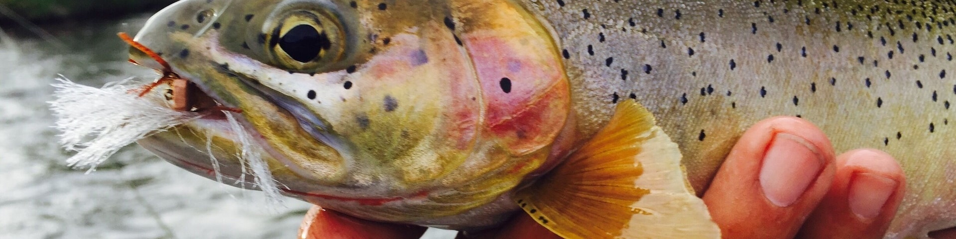 Some beautiful cutthroat trout to catch & release on the upper Yakima River. We put in our driftboat at Bristol ($10 fee) and drifted down 5 miles to the take out the Green Bridge. Call Rill Adventure for shuttling your car. #waterlust