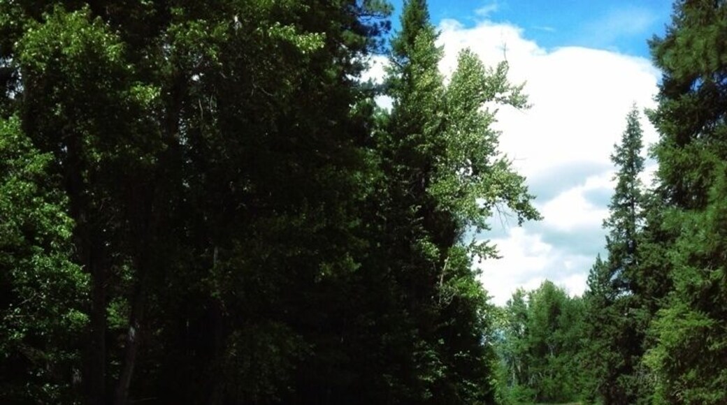 A river flowing through a forested area with a person standing in the water.