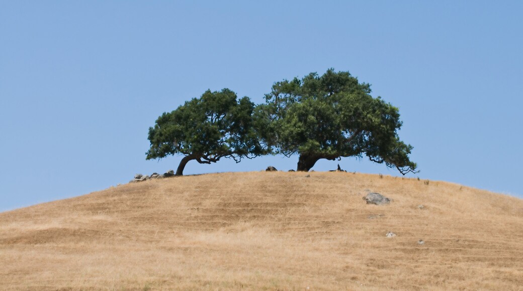 Two trees atop a brown, parched hill, Novato, California