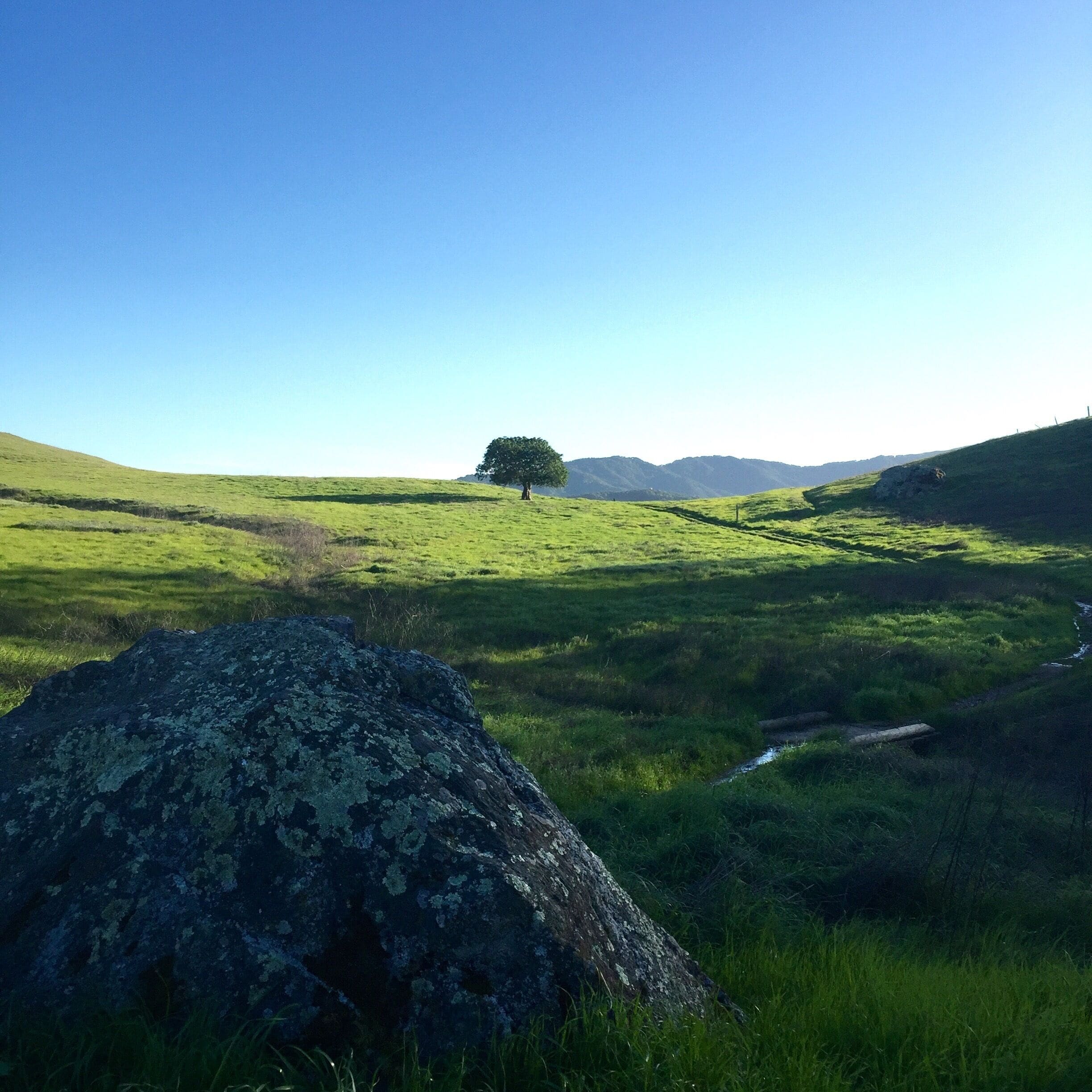 Deer Island Open Space Preserve in Novato, Ca is a small park with a 2 mike loop running through around the perimeter. Full of wildlife and great scenery. #Hiking #Green #OpenSpace #Marin #California #Outdoors