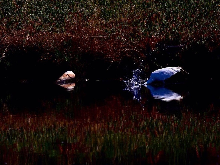 Every year, hundreds of Great Egrets congregate in this large tree on the Bel Marin Keys public access trail. For weeks I was captured by the beauty of their flight and their incredible hunting techniques. I crouched on the rocks opposite this Great Egret for half an hour, trying to get this action shot. Well worth it if I do say so myself, I hope you all agree