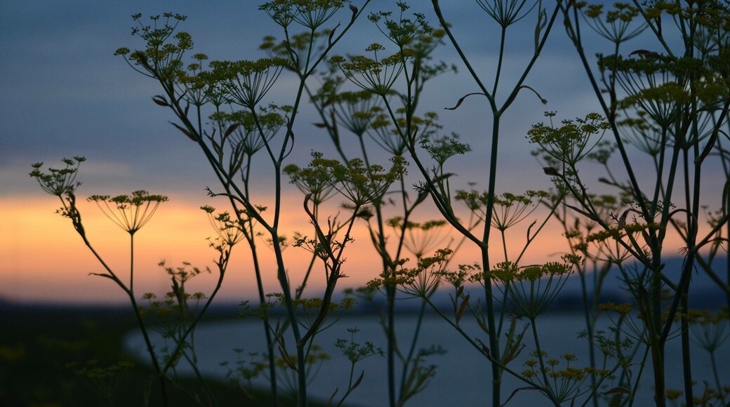 We found a good spot on the Petaluma River to stop and watch the sunset. The wild fennel was blooming #PetalumaRiver #Sunsets #Wildflowers #California