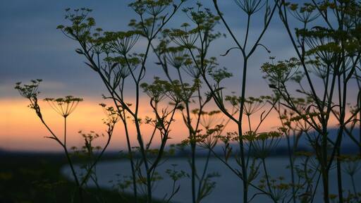 We found a good spot on the Petaluma River to stop and watch the sunset. The wild fennel was blooming #PetalumaRiver #Sunsets #Wildflowers #California