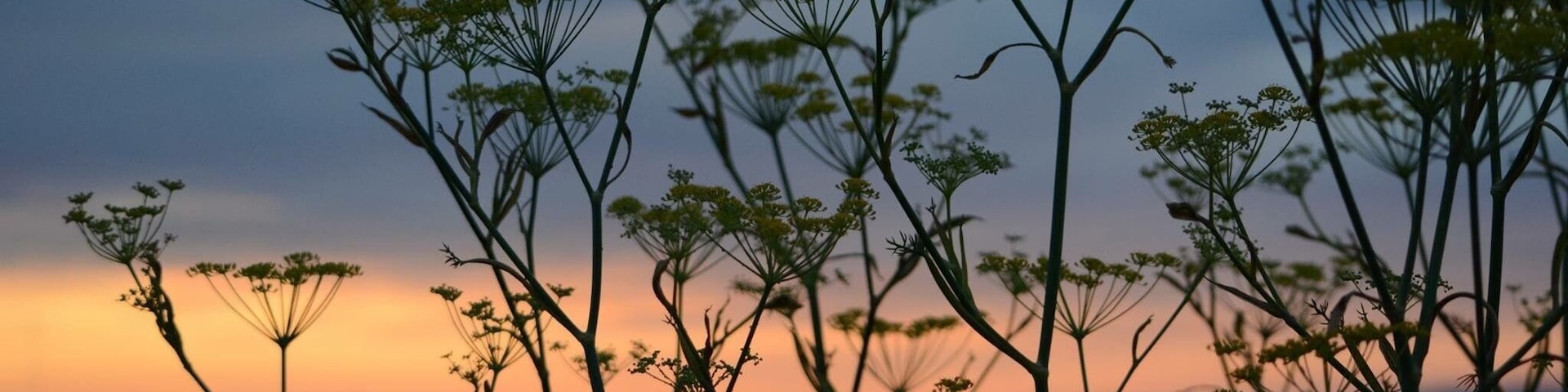 We found a good spot on the Petaluma River to stop and watch the sunset. The wild fennel was blooming #PetalumaRiver #Sunsets #Wildflowers #California