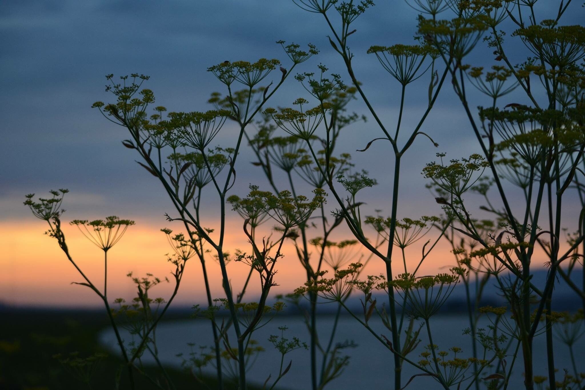 Tall plants silhouetted against a sunset sky.