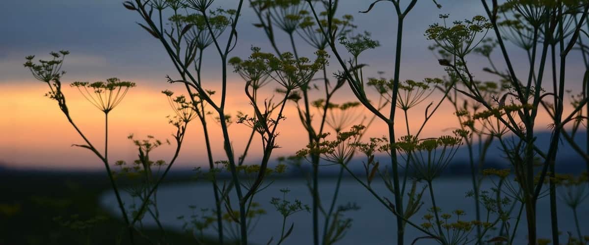 Tall plants silhouetted against a sunset sky.