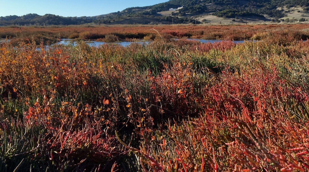 Fall colors from one of my favorite spots to visit. There are always lots of birds.... red tailed hawks, brown pelicans, egrets, heron and many others. My favorite reason to come here, however, is all the variation in color in the salt-marsh plants against the deep blue California sky.
#Red
#CAopenspace
#Hiking