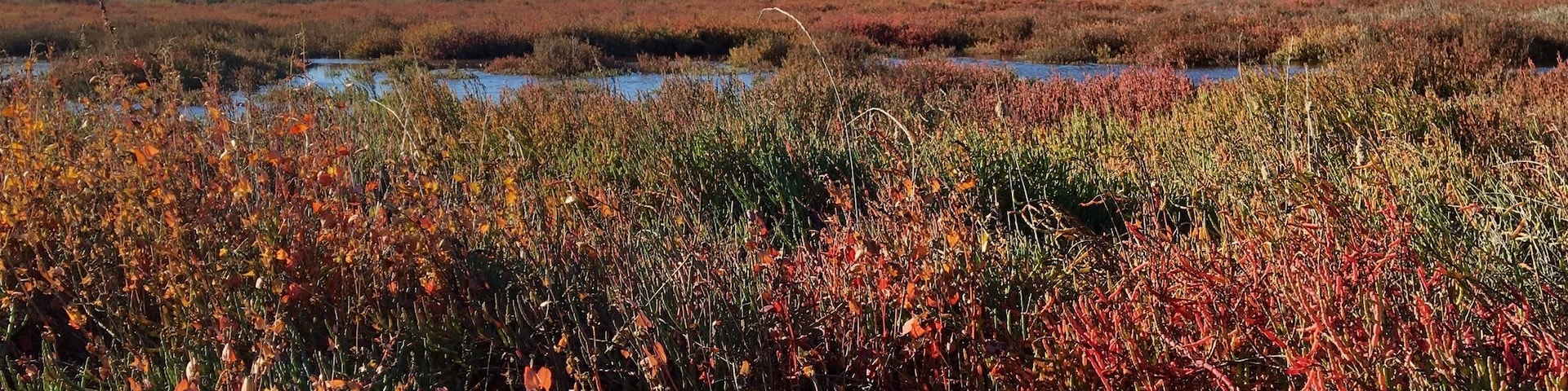 Fall colors from one of my favorite spots to visit. There are always lots of birds.... red tailed hawks, brown pelicans, egrets, heron and many others. My favorite reason to come here, however, is all the variation in color in the salt-marsh plants against the deep blue California sky.
#Red
#CAopenspace
#Hiking
