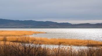 Golden Shores of Utah Lake