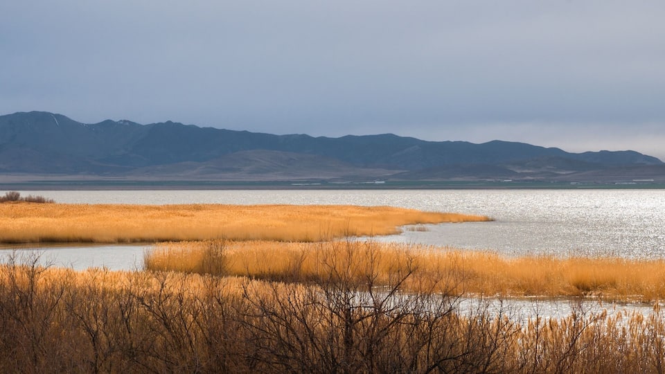 Golden Shores of Utah Lake