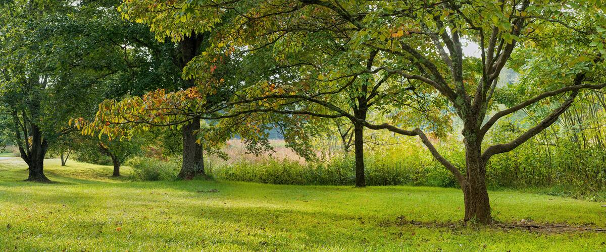 Flowering dogwood (Cornus florida, foreground) and other trees and meadow in early autumn at Ivy Creek Natural Area, in Charlottesville, Virginia.