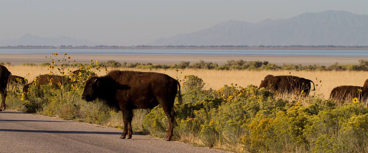 Herd of Bison or Buffalo crosses the road in Antelope Island State Park in Utah