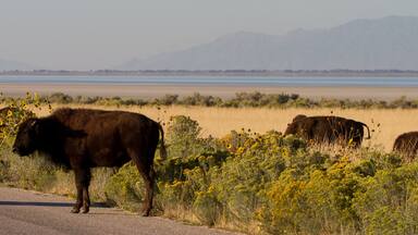 Herd of Bison or Buffalo crosses the road in Antelope Island State Park in Utah