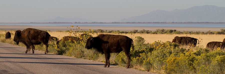 Herd of Bison or Buffalo crosses the road in Antelope Island State Park in Utah