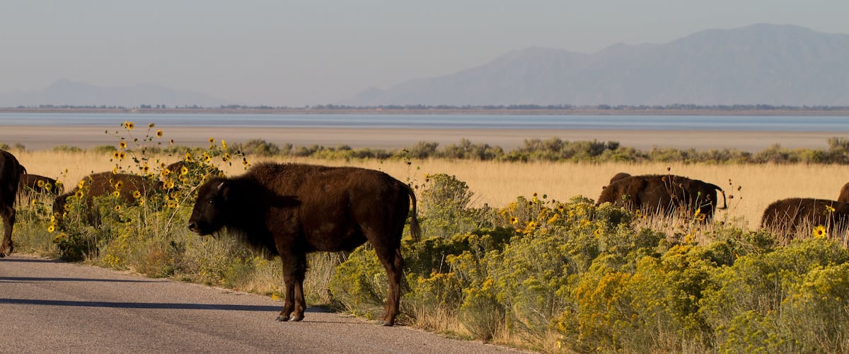 A road with bison grazing near a body of water and mountains in the background.