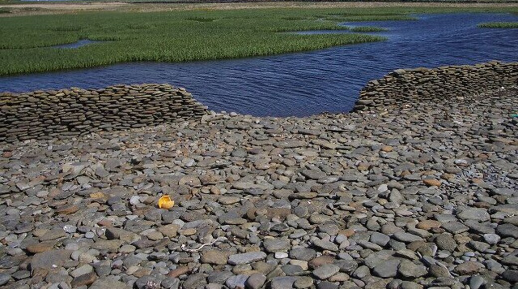 Wetland near Bride's Ness. Looking from the pebble beach across the North Ronaldsay sheep dyke to an area of wetland.