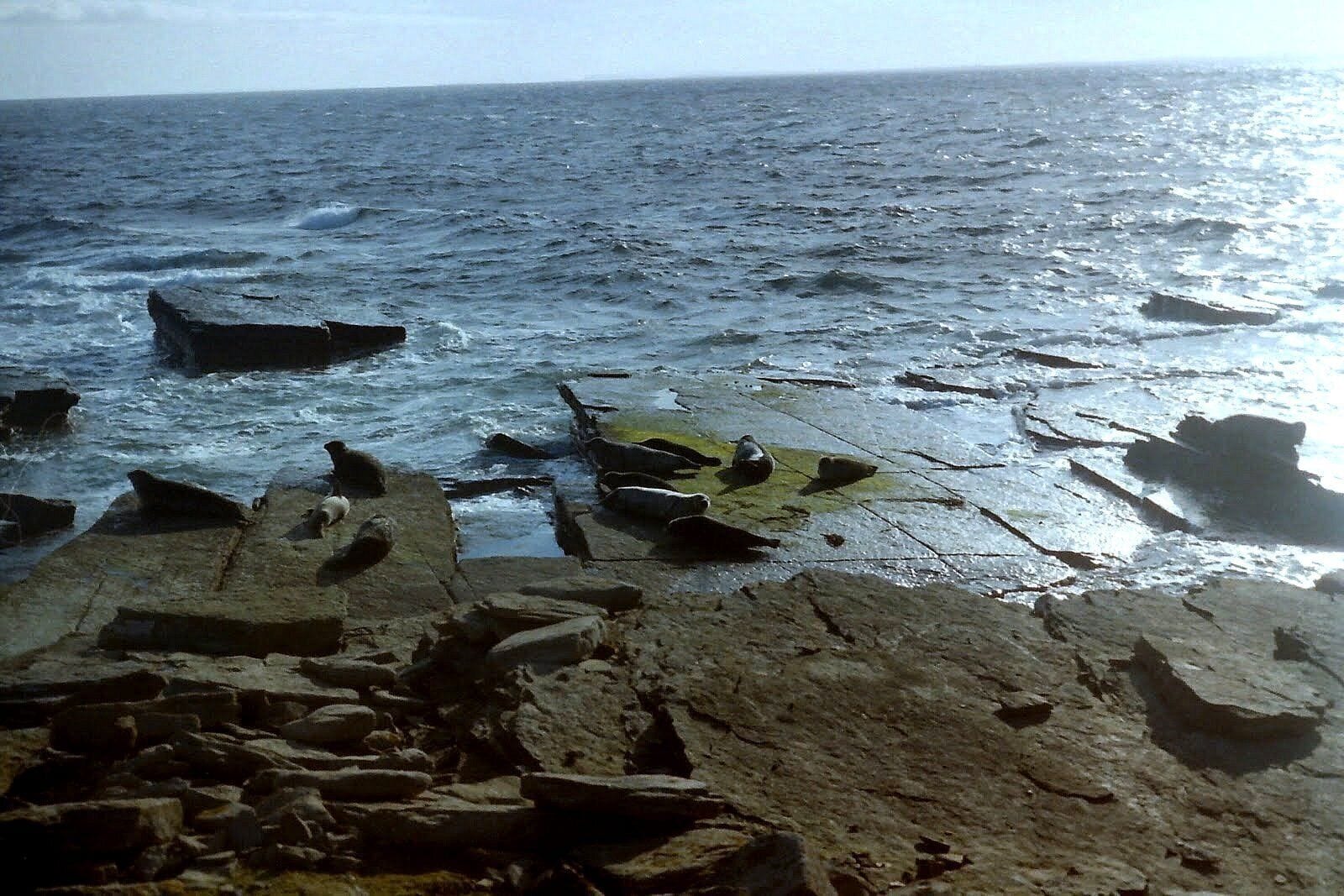 Grey seals on North Ronaldsay