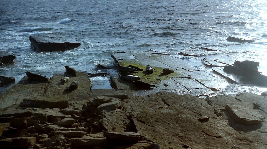 Grey seals on North Ronaldsay