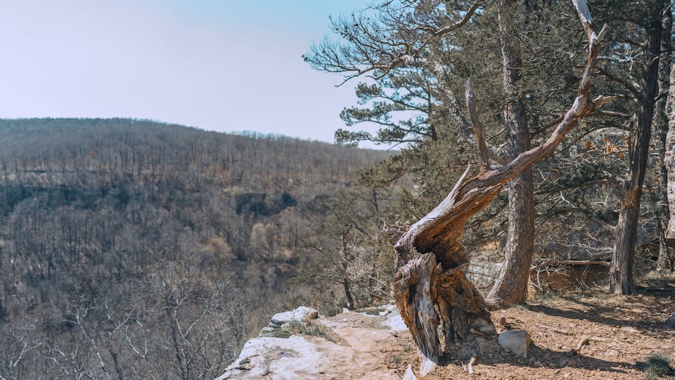 A rugged mountain landscape with a prominent dead tree leaning against a rock.