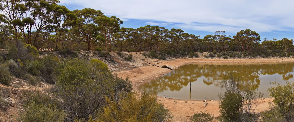 A dry lake with sparse vegetation and trees in the background.