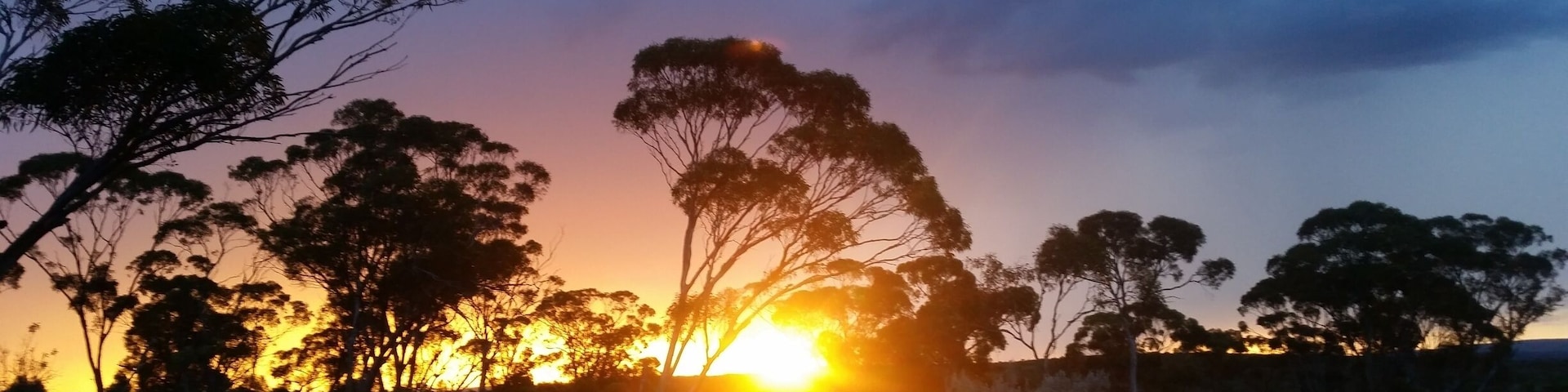 Last night a spendidly stormy sunset through the mallee scrub just outside Norseman Western Australia on the edge of the Nullarbor plain. Locals were excited by the first rain they've had in almost a year.