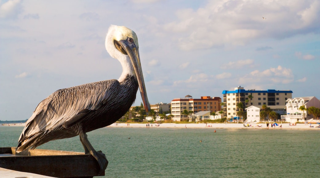Pelican with the sandy beach and hotels view in back, Fort Myers beach in Florida, The brown pelican, North American bird animal of the pelican family, Pelecanidae