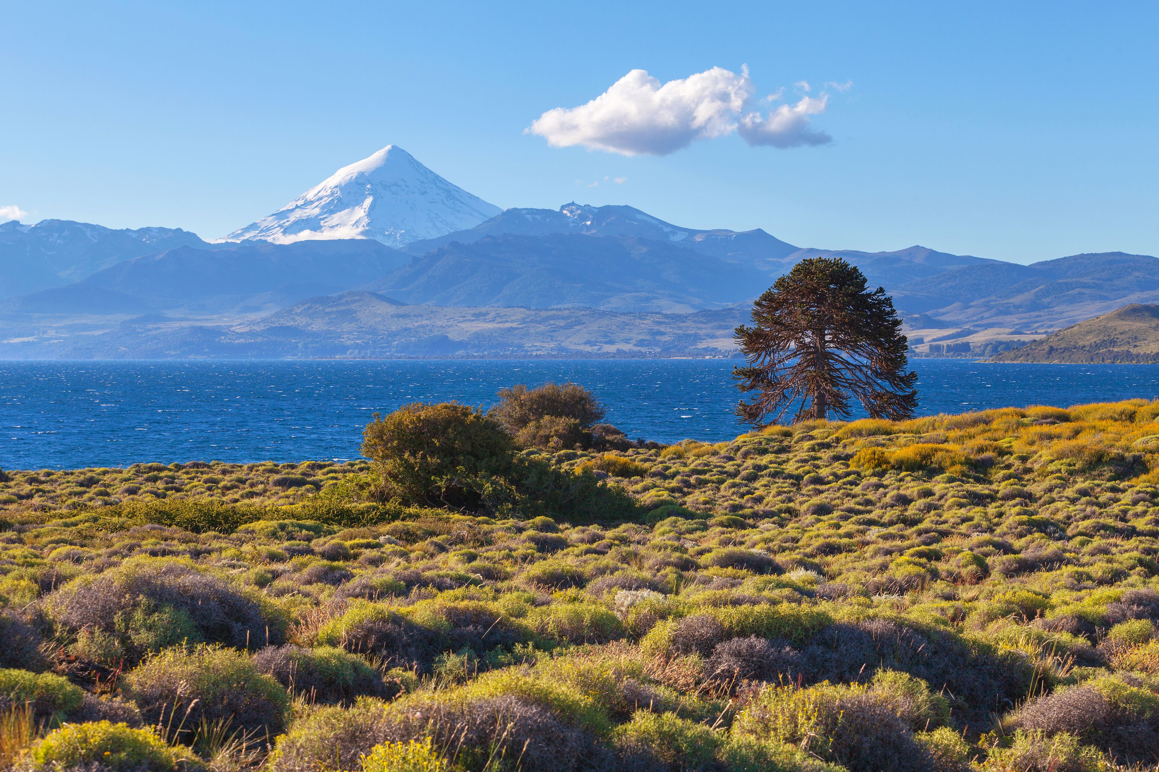 A coastal landscape with a prominent mountain, a clear sky, and a solitary tree.
