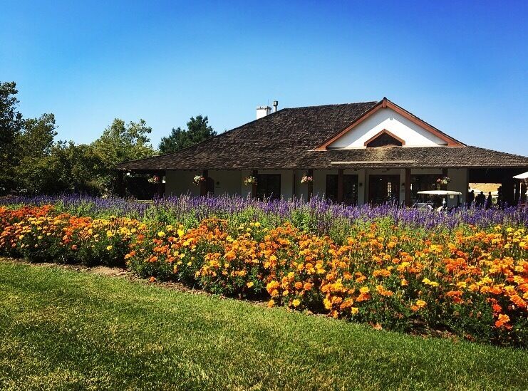Wine country in California 💜🍷🌷 #green 

