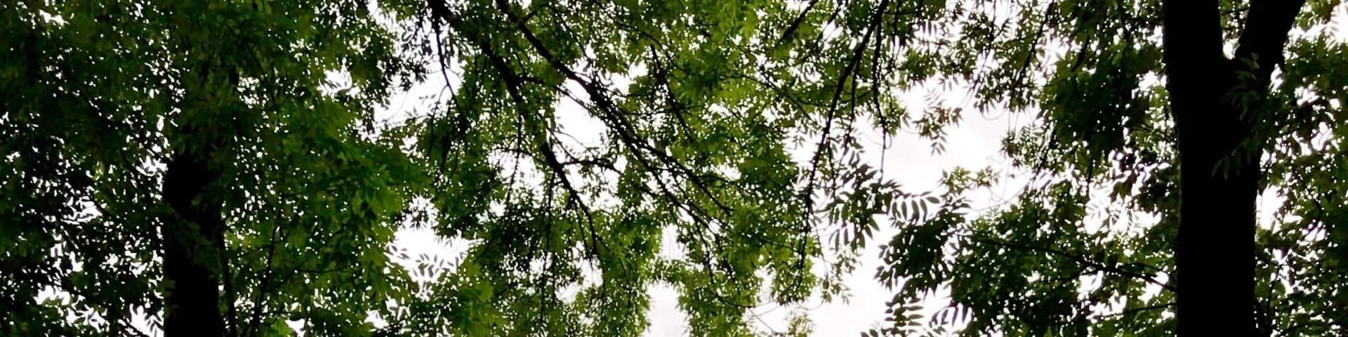 Памятник 1000 летию Руси