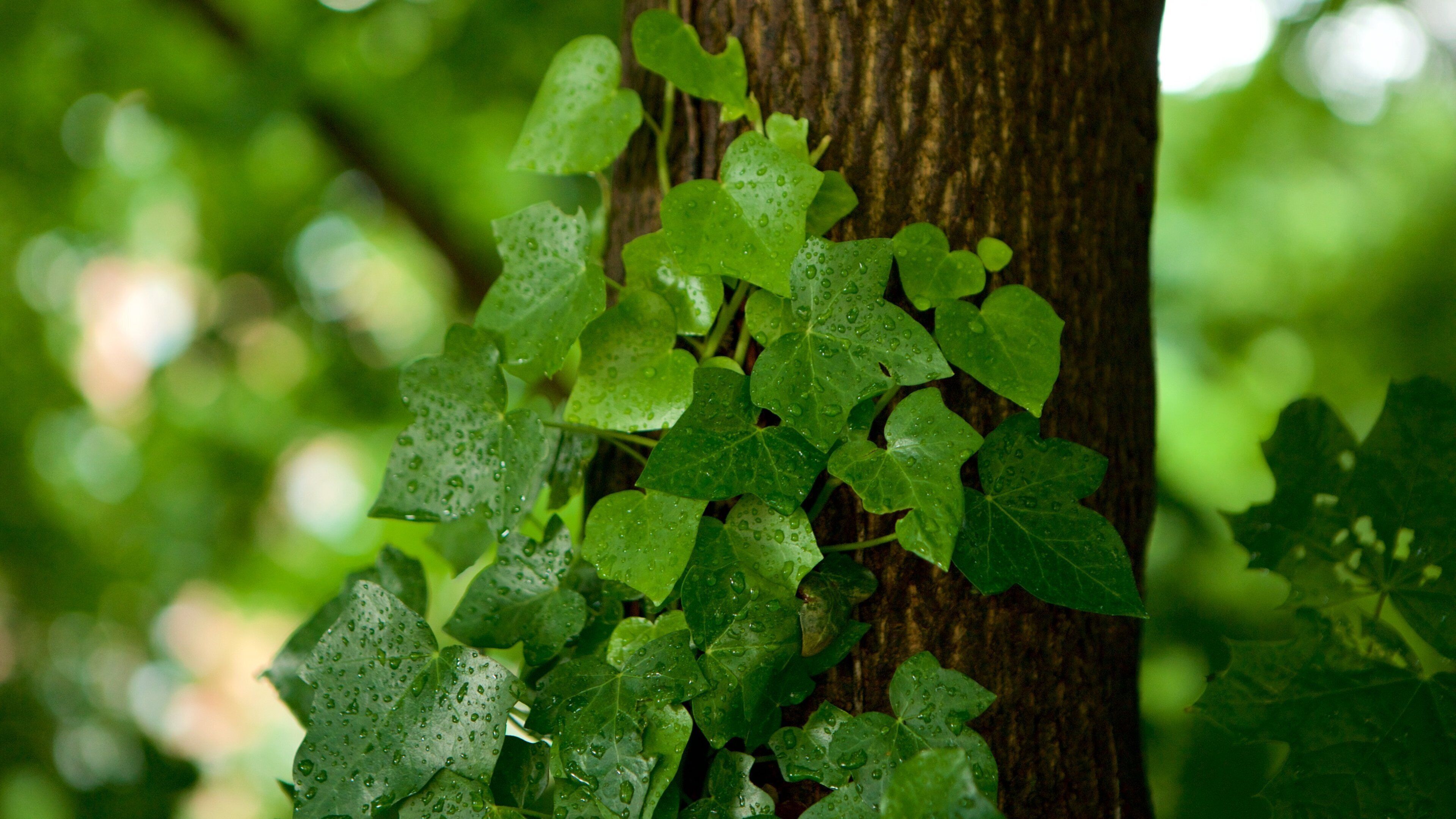 Cleveland Park featuring a garden