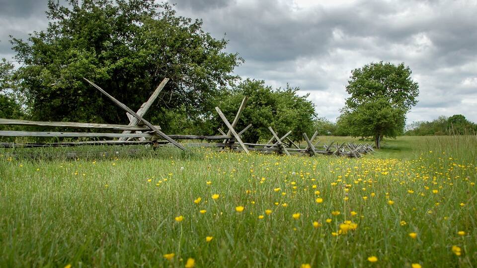 A field with yellow flowers and a wooden fence.