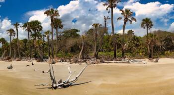 ปาล์ม บูเลอวาร์ด