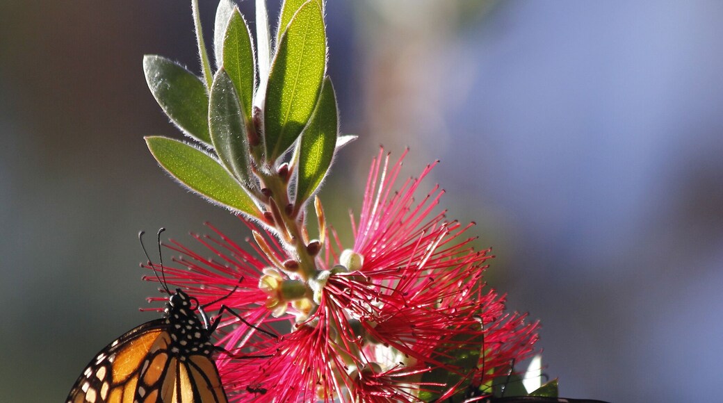 Nice spot for a short stop - not a long trail through but a beautiful spot and really grand when the butterflies are there in their clusters.