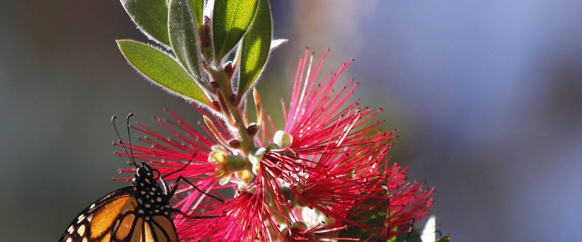 Nice spot for a short stop - not a long trail through but a beautiful spot and really grand when the butterflies are there in their clusters.