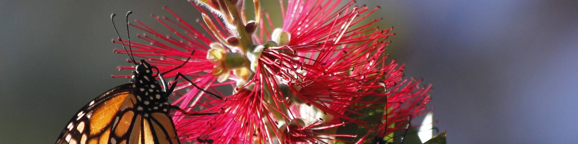 Nice spot for a short stop - not a long trail through but a beautiful spot and really grand when the butterflies are there in their clusters.