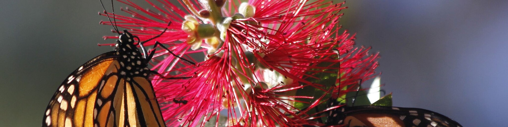 Nice spot for a short stop - not a long trail through but a beautiful spot and really grand when the butterflies are there in their clusters.