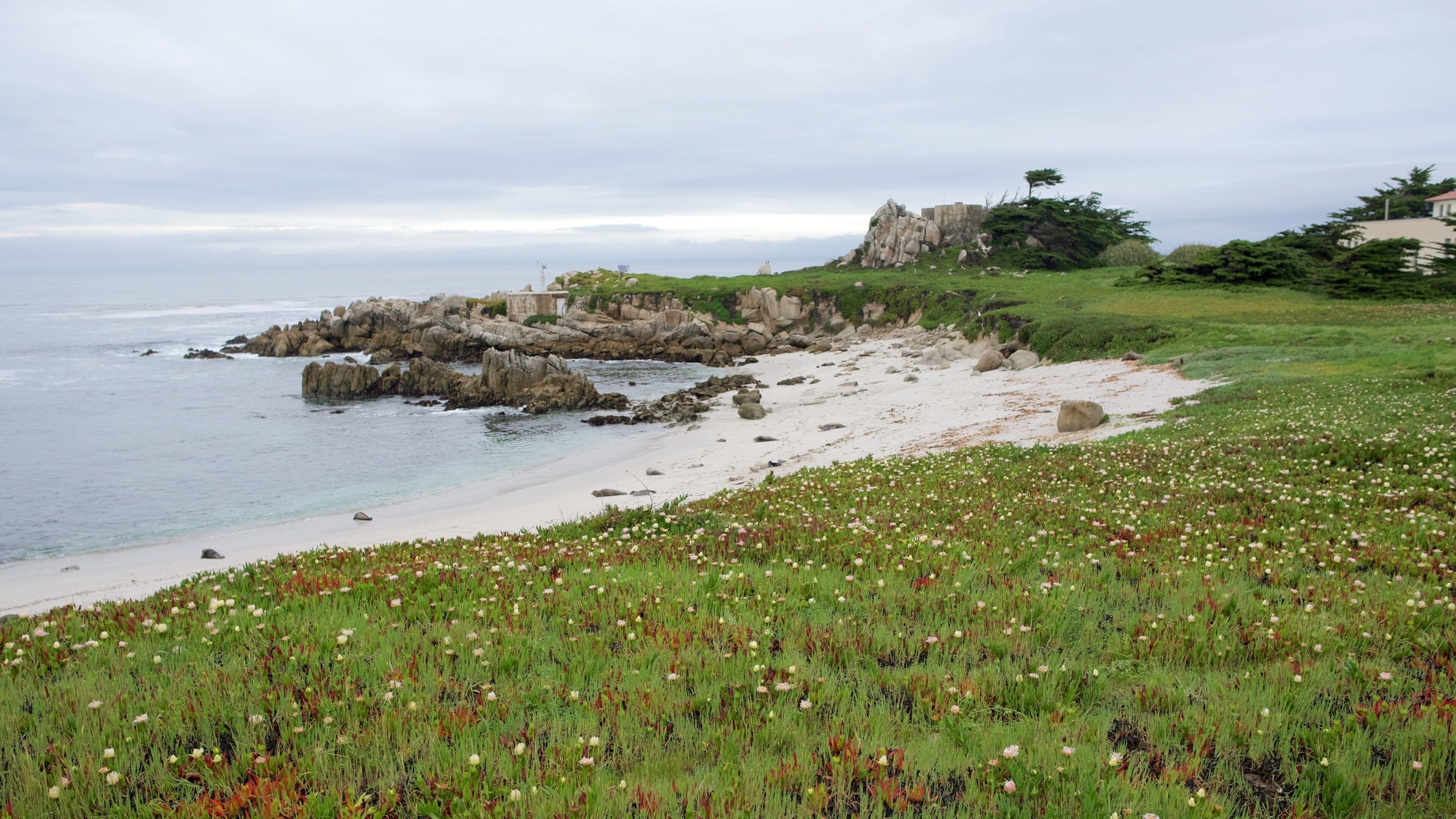 A coastal landscape with a rocky shoreline, a sandy beach, and a field of wildflowers.
