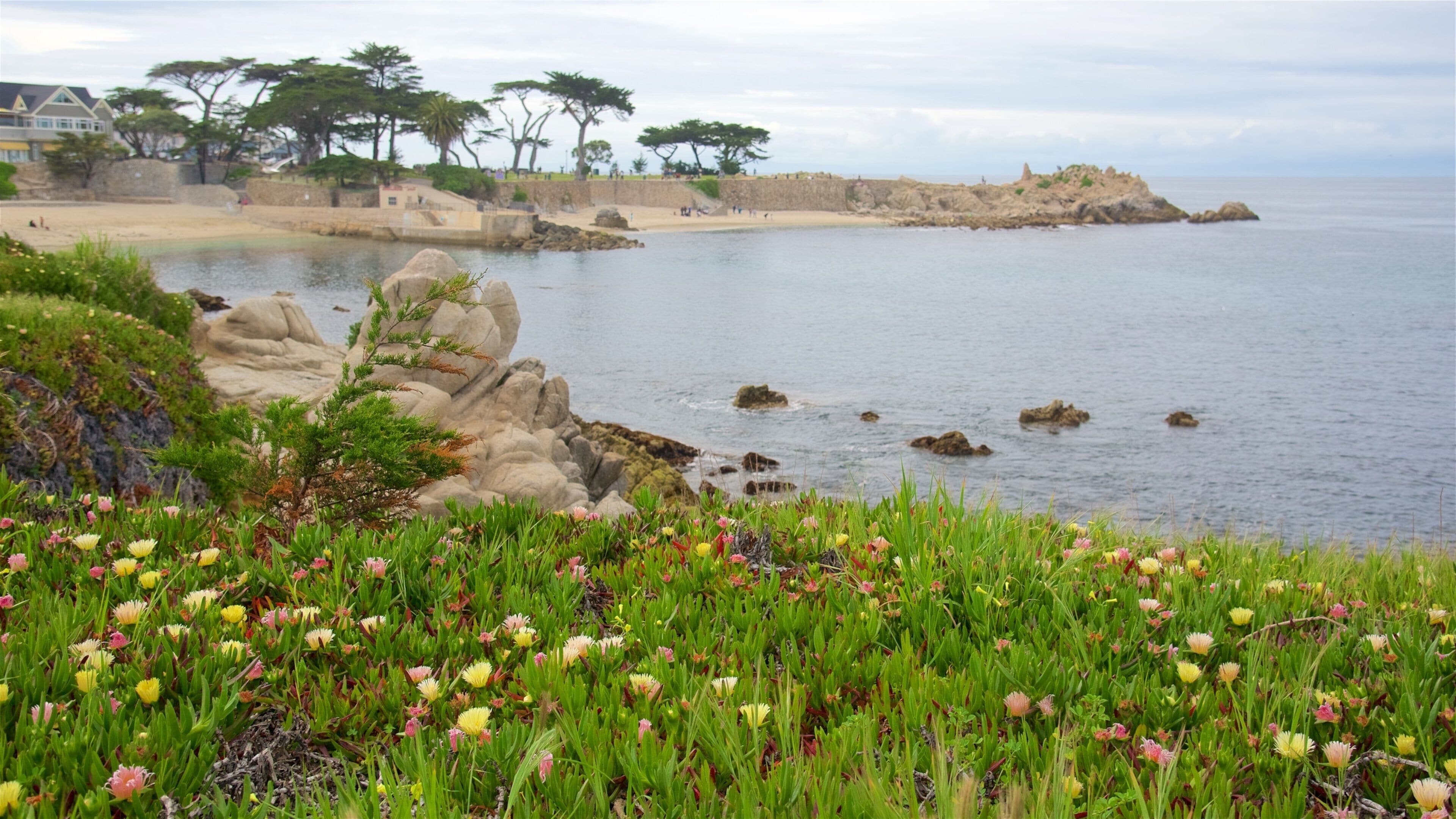 Pacific Grove que inclui litoral rochoso, flores silvestres e uma praia
