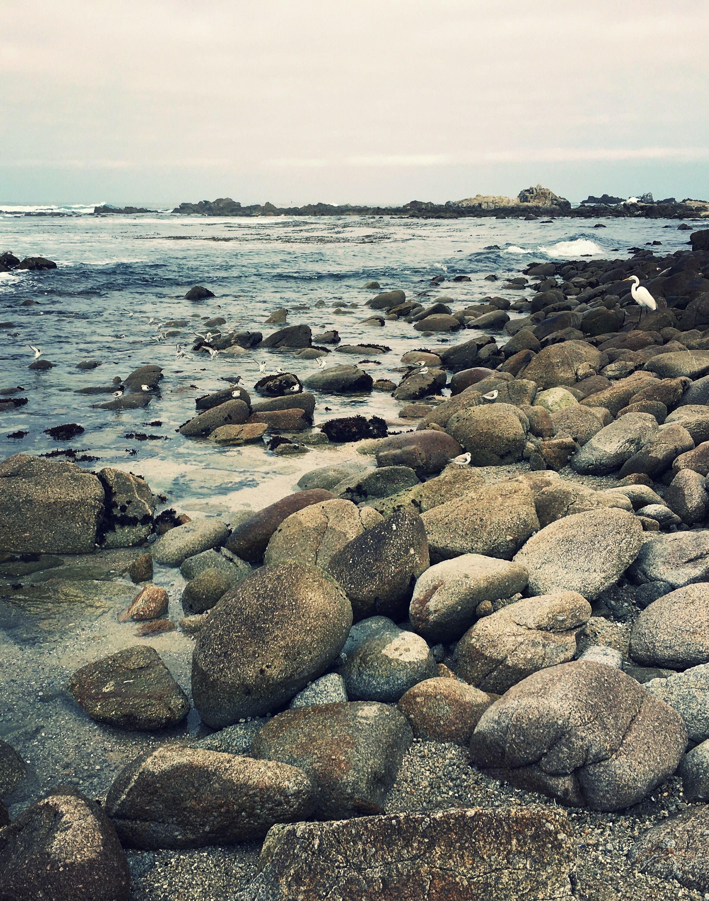 Plovers & an egret on Monterey Bay