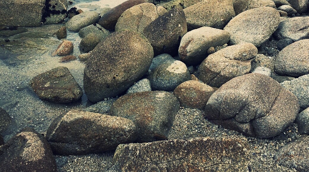 Plovers & an egret on Monterey Bay