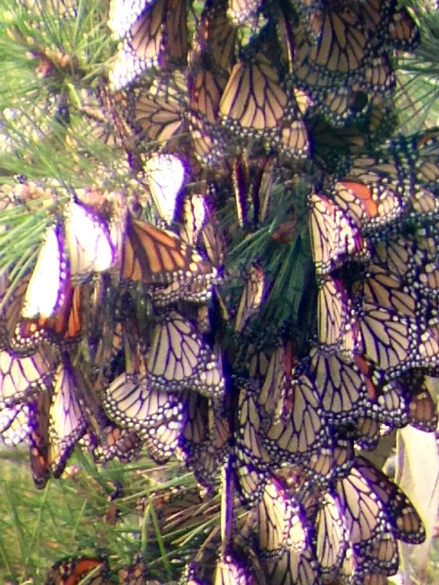 I took this photo through a scope with my iPhone 5.  These are monarch butterflies settled in for the winter.  According to the volunteers, there is something in the butterfly's DNA that tells them that every 4th generation is the migrating generation. Isn't that awesome?