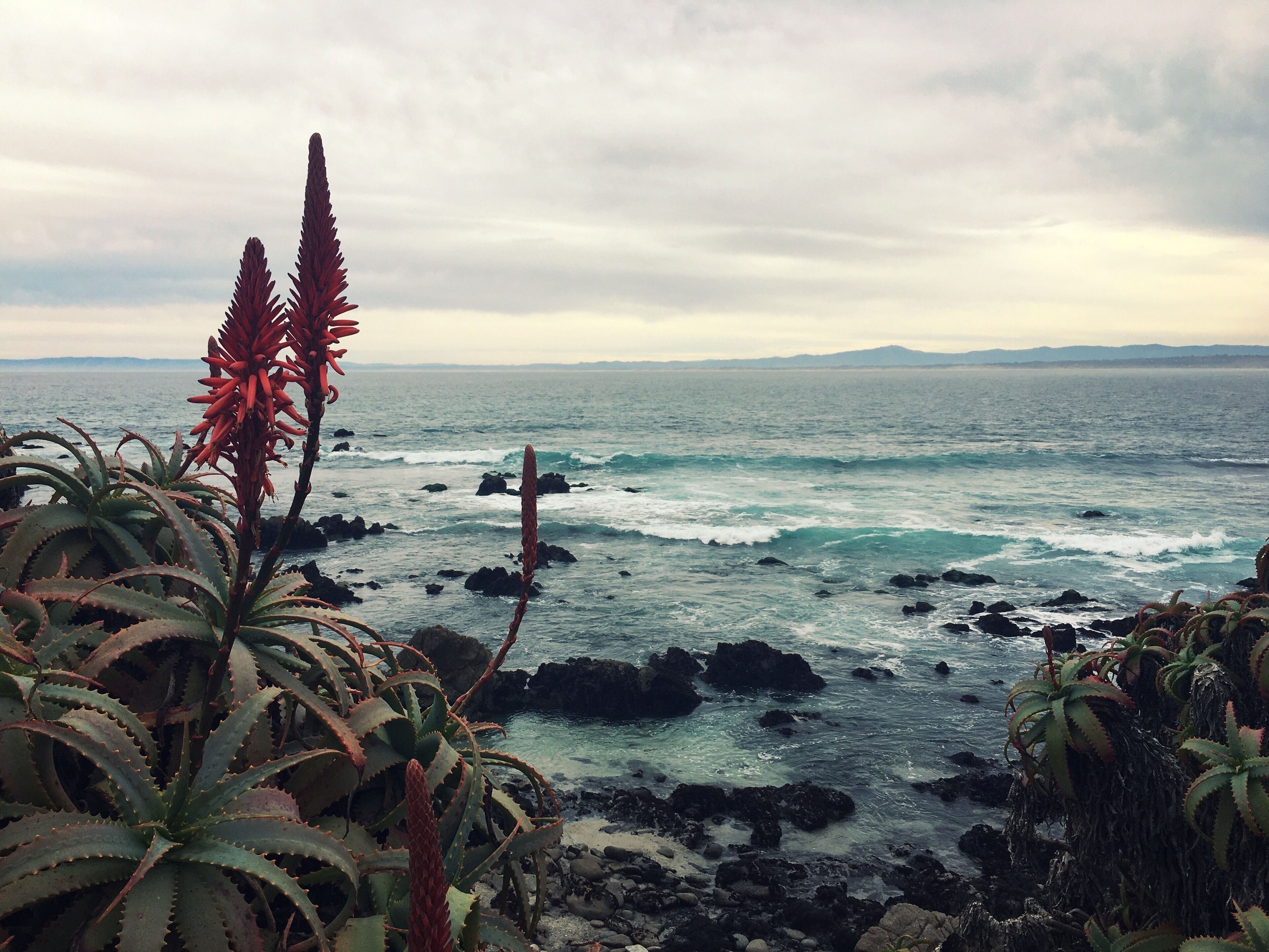 Aloe blooms by Monterey Bay