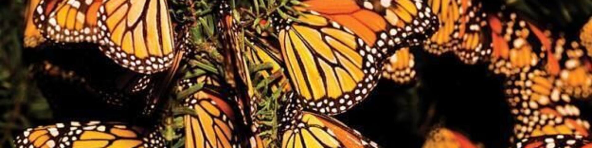 A must visit in fall/winter.