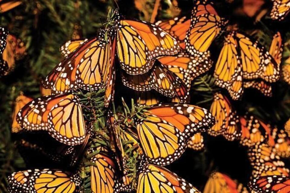 A cluster of monarch butterflies on a plant.