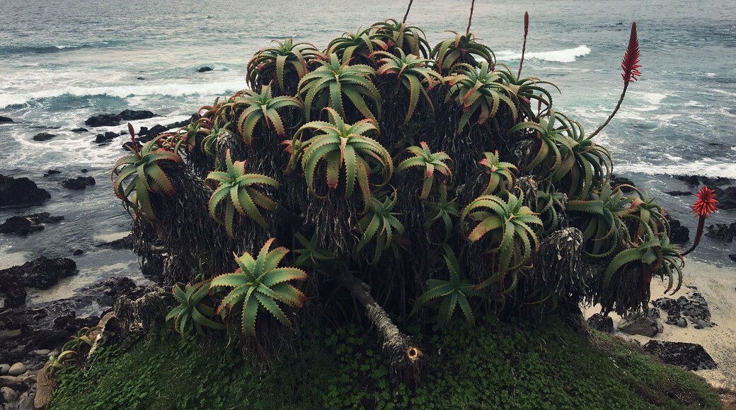 Aloe blooms by Monterey Bay