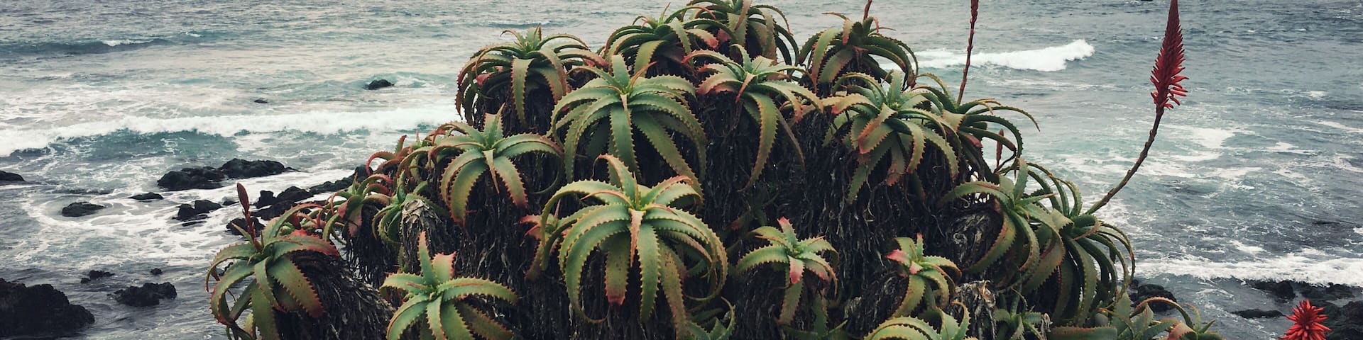 Aloe blooms by Monterey Bay