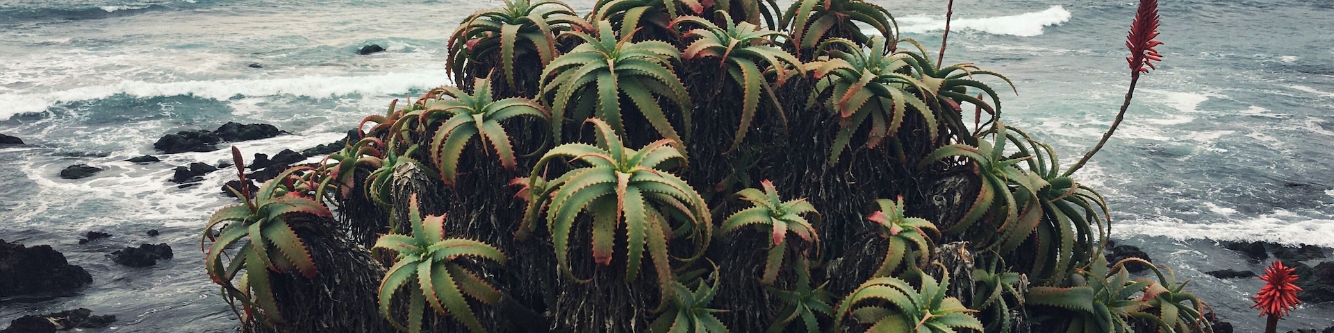 Aloe blooms by Monterey Bay
