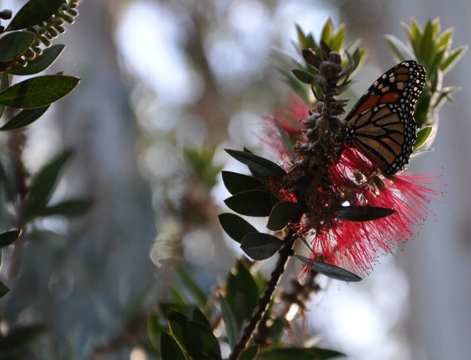 It's still early in the season, but I don't care! I love to see the Monarchs flitting about. So beautiful!